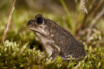 pelobates cultripes gros plan crapaud