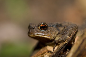 bufo bufo macro crapaud detail de la tête