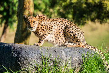 Fototapeta na wymiar Cheetah 