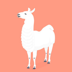 Cute realistic Lama Guanaco vector. Funny alpaca. Design for baby girly nursery, birthday, invitation, children's wear