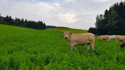cow on a green meadow
