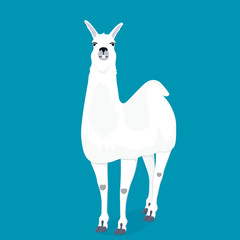 A happy llama smiles and shows her teeth. Cute alpaca vector cartoon character front view