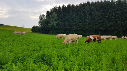 Fototapeta premium cows in a green field