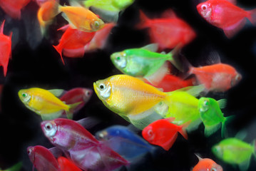  "Electric Green", "Sunburst Orange", "Moonrise Pink", "Starfire Red", "Cosmic Blue", and "Galactic Purple" colored tetra (Gymnocorymbus ternetzi)