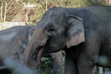 Fototapeta premium Elephant