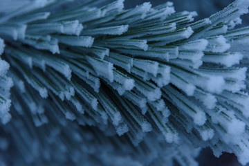 Frozen pine little needles on branch closeup background