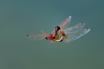 Accoppiamento in volo di Trithemis annulata