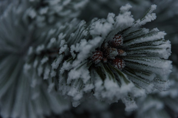 Pine branch with little cones and frozen needles inside closeup