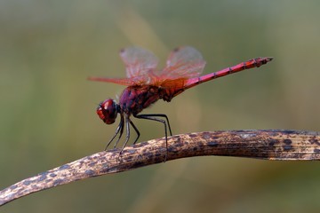 Libellula viola posata su un rametto