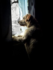 Dog in window 