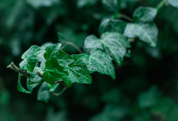 Efeupflanze im Regen