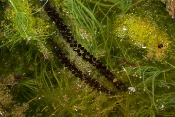 oeuf de bufo bufo, cordon eggs bufo