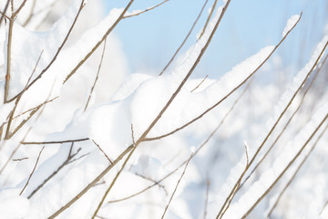 Winter branches covered with snow. Frozen tree branch in winter forest. Winter forest landscape.