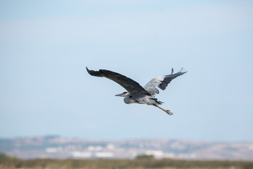 Gri balıkçıl » Grey Heron » Ardea cinerea