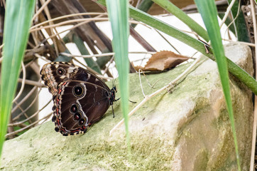 butterfly on leaf