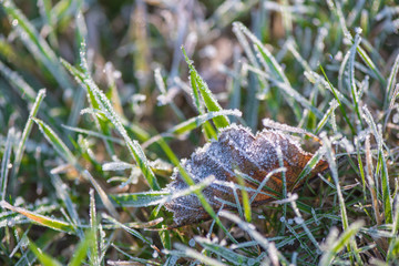 frozen autumn leaves