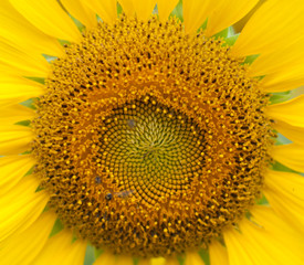 sunflower , field of sunflower it's look beautiful in the morning at bangkea thaoland