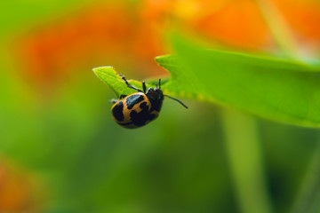 insect eating a leaf on a butterfly milkweed plant