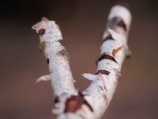 Steinschleuder aus Birkenholz