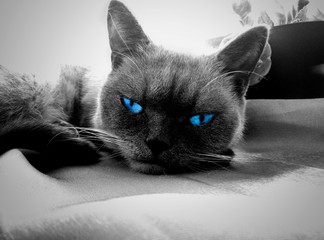cat with blue eyes