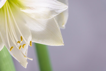 Blooming white Amaryllis
