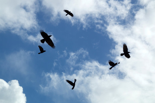 Looking up at a group of six black crows flying and circling in the afternoon sky silhouetted against clouds, also known as a murder of crows.