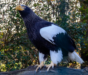 portrait of an eagle