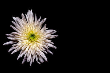 White chrysanthemum on a black background in the left third of the frame