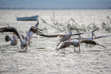 Ak pelikan » Pelecanus onocrotalus » Great White Pelican