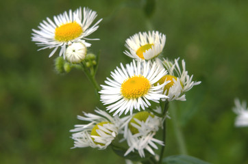 daisy in the grass