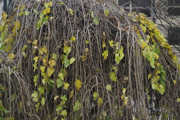 Invierno