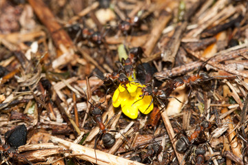 fourmis rousse et fleur jaune