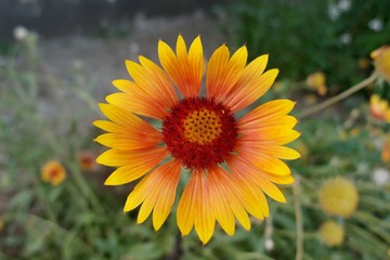 Gaillardia is a genus of flowering plants in the sunflower family.