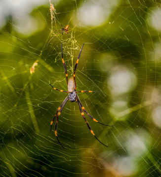 Humped Golden Orb-weaving spiders - Nephilia plumipes  (Male & Female).
