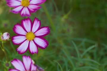 Fototapeta premium Closeup of cosmos flower top view with blurred background in graden.