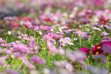 Obraz premium Cosmos flower with blurred background in graden.Landscape of cosmos flower.