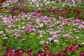 Cosmos flower with blurred background in graden.Landscape of cosmos flower.