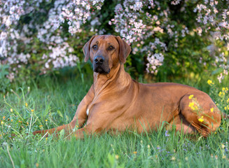 Portrait of a rhodesian ridgeback outdoors.