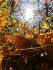 in the surrounding forest in autumn days spectrum of colors on a sunny day, fallen leaves in several colors decorates the forest landscape, in the autumn in the woods