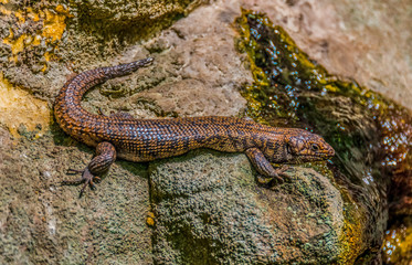 Lizard - Australian