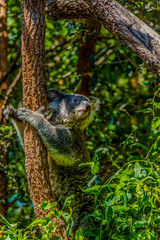 Koala Bear - Phasdolarctos cinereus