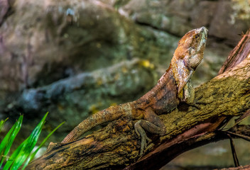 Frilled Lizard - Chamydosaurus kingii