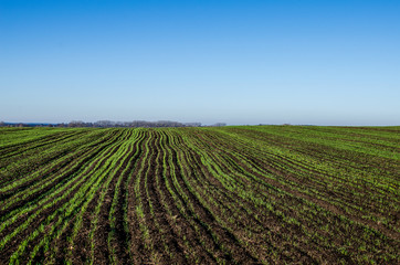 Ripening winter cereals, winter grains field lined in October on a beautiful, sunny autumn day.