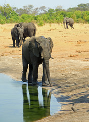 African Elephants at a waterhole with the elephant in the foreground having a lovely reflection.  There is a natural bush background - Hwange National Park, Zimbabwe