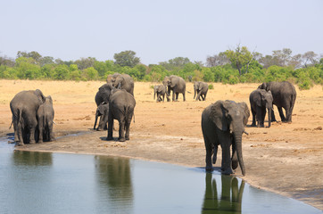 Fototapeta na wymiar Family herd of elephants at a waterhole with nice water reflections and a natural bush and plains background, Hwange National Park, Zimbabwe