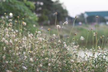 Blur flower of Coat buttons,Wild Daisy grass flowers against sunlight in field beside the way.Blur nature background. Little warm tone.