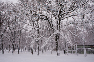 Fototapeta premium trees in winter