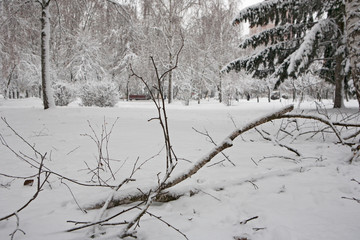  broken trees under the snow