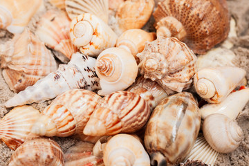 Seashells on the sand, summer beach background with copy space for text.