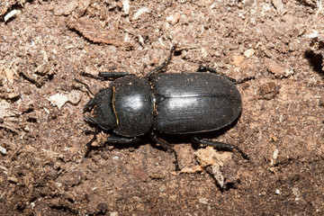 coleoptere petite biche insect dorcus insecte xylophage